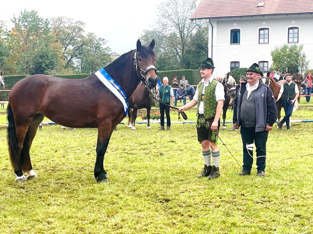 Pferdesegnung und Stutenpr�mierung in Prien. Foto: H�tzelsperger